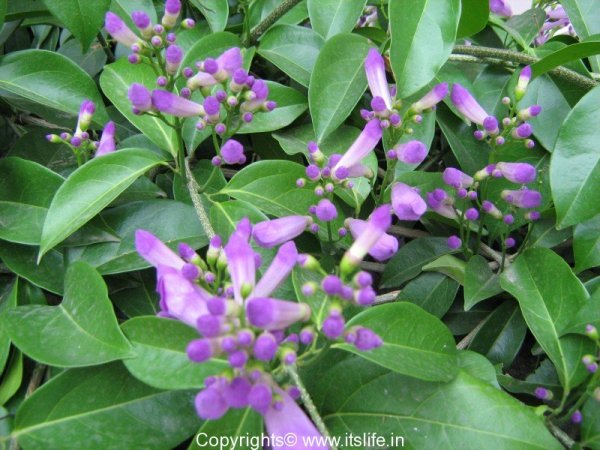 Garlic Creeper | Gardening | Flowering Creeper | Medicinal Plant