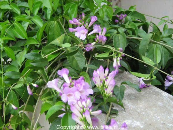 Garlic Creeper | Gardening | Flowering Creeper | Medicinal Plant