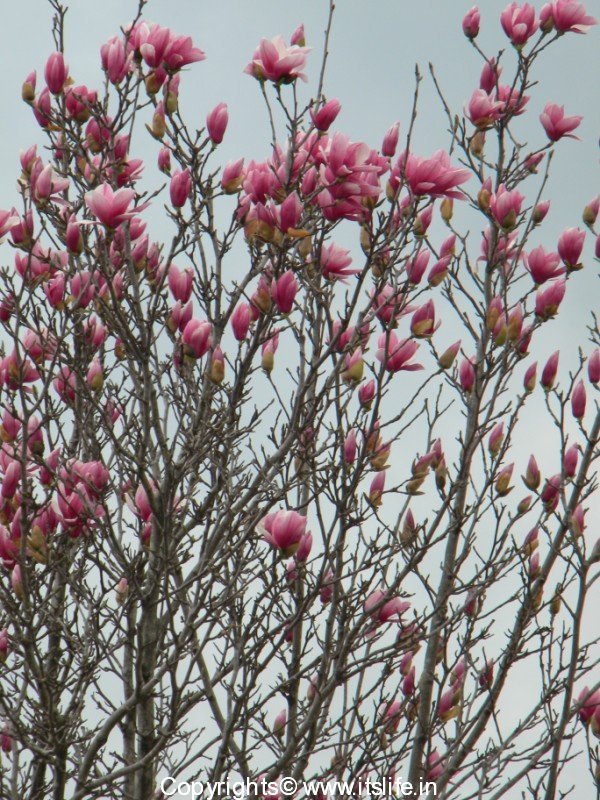 saucer magnolia tree flowers. The tree needs full sun.