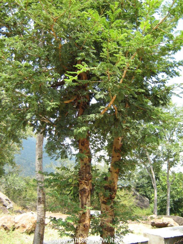 Banni Tree Auspicious during Dasara festival