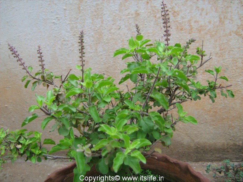 Image result for tulsi plant