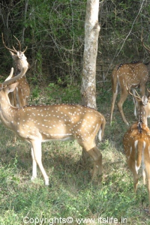Deer - Bhadra