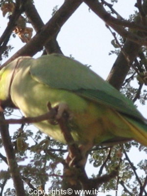 parrots-1