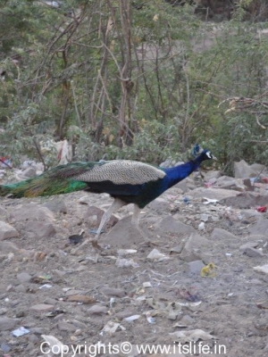 Birds of Rajasthan | Rajasthan Tours and Travels | Birding in Rajasthan