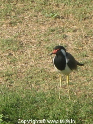 red-wattled-lapwing