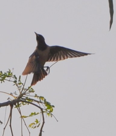 birds-rosy-pastors-1