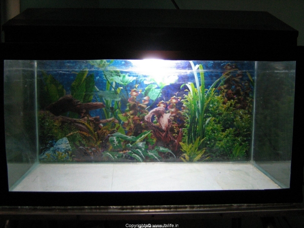 Glass Aquarium