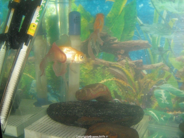 Aquarium with fishes