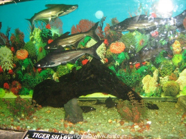 diy-aquarium