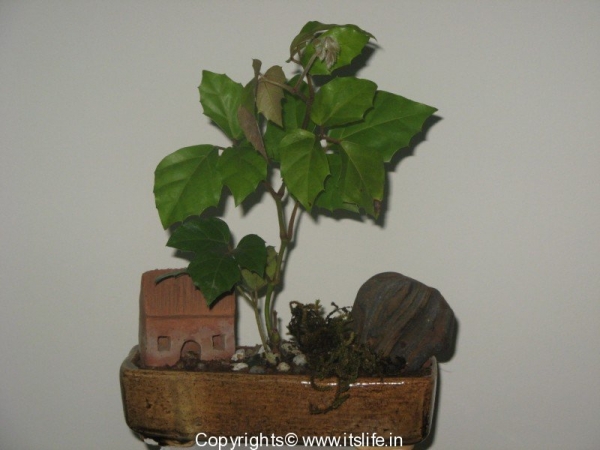 diy-bonsai-new-1