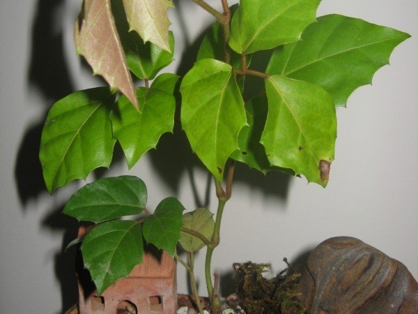 diy-bonsai-new