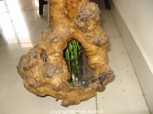 Coffee Root Flower Arrangement