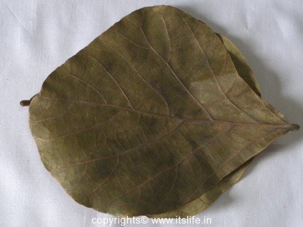 Palash Leaves Cup Making