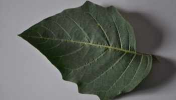 Datura Leaf