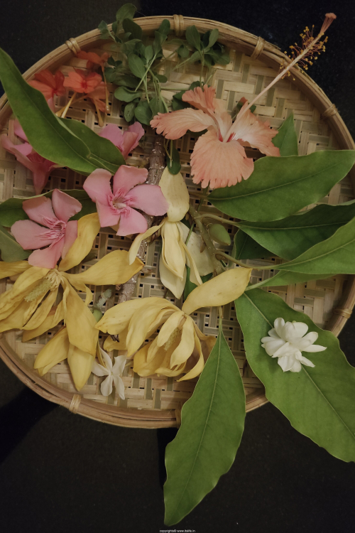 Festival flowers