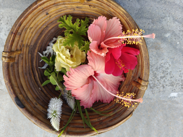 Festival flowers