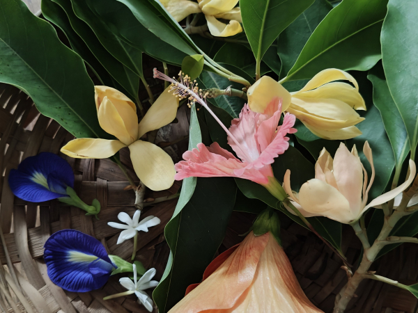 Festival flowers