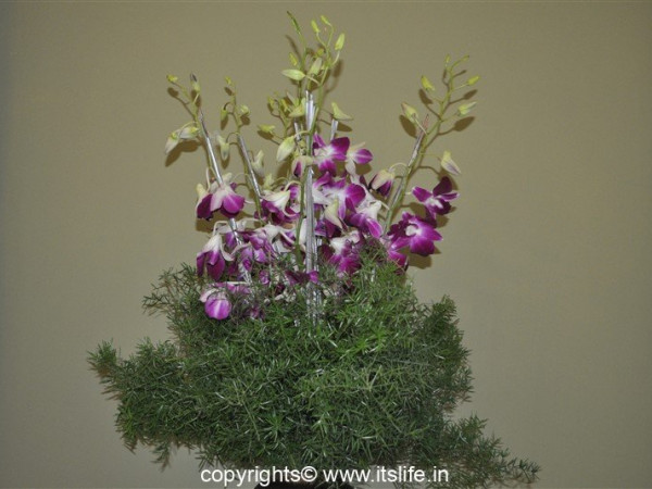 Orchid arrangement
