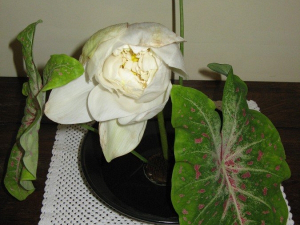 Flower Arrangement - White Beauty