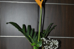 Flower arrangement