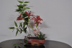 Flower arrangement - Windy