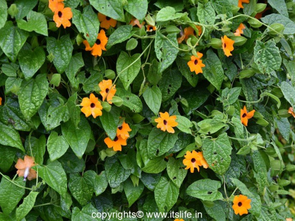 Black-eyed Susan Vine