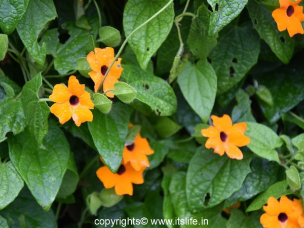 Black-eyed Susan Vine