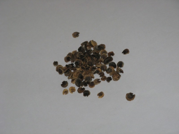 Hollyhock seeds