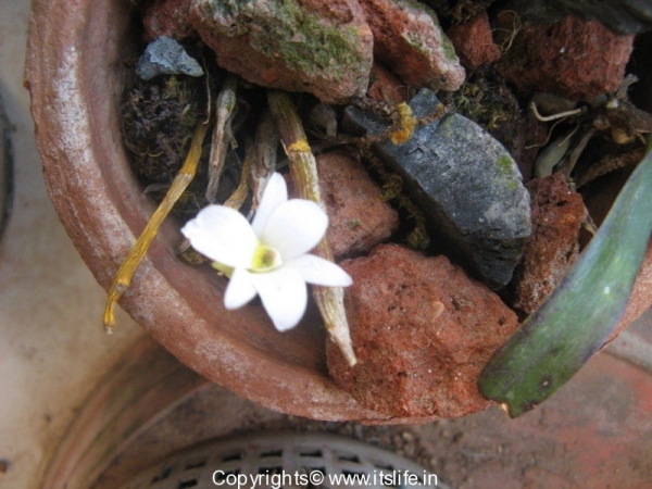 garden-orchid-green-lipped-dendrobium-1