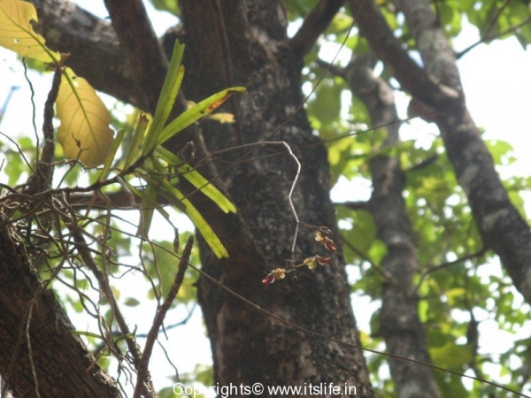 Orchid Cottonia Peduncularis – Bee Orchid