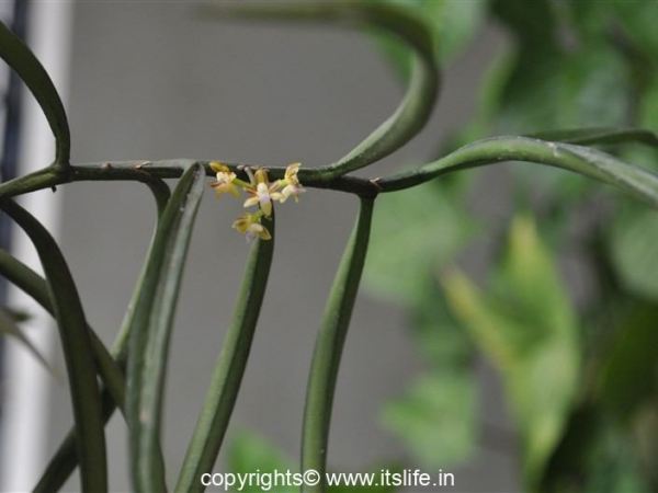 Orchid Diplocentrum Congestum