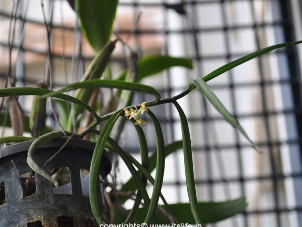 Orchid Diplocentrum Congestum