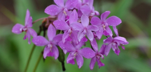 Orchid Spathoglottis Plicata
