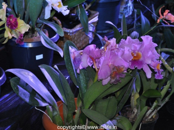 Orchid Growing Tips