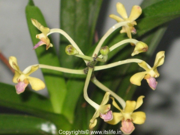 Orchid Vanda Testacea