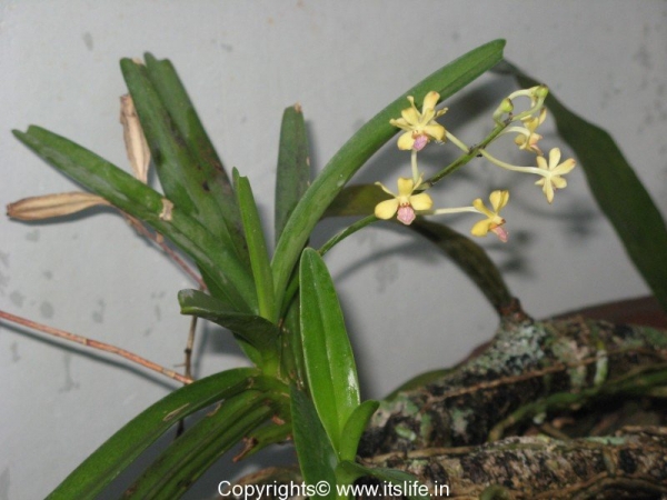 Orchid Vanda Testacea
