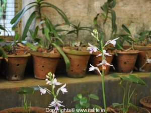Orchid Calanthe Sylvatica
