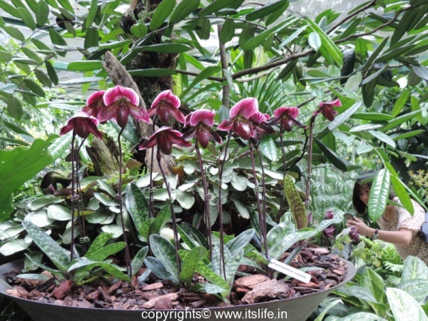 Lady's Slipper Orchid