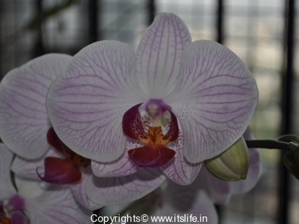 gardening-orchids-phal-1