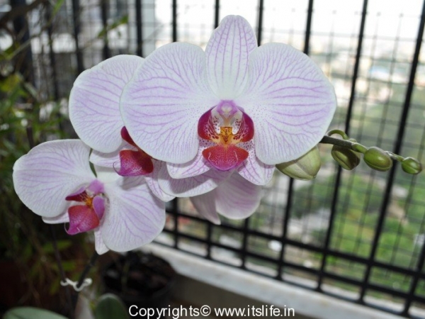 gardening-orchids-phal-2
