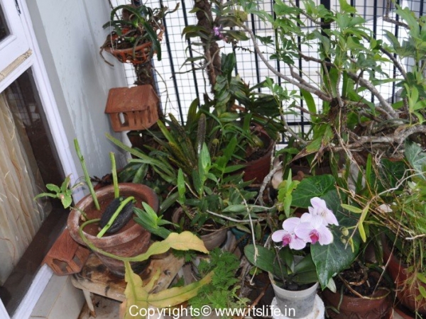 gardening-orchids-phal