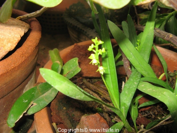 Orchid Polystachya Concreta