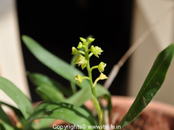 Orchid Polystachya Concreta