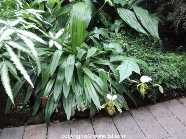 Lady's Slipper Orchid