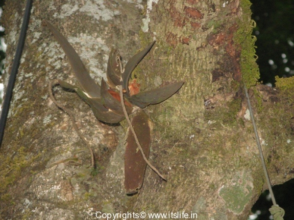 gardnening-orchids-oberioron-1