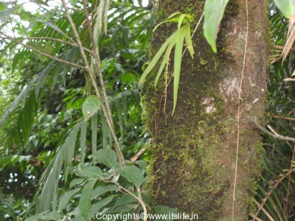 gardnening-orchids-oberioron-3