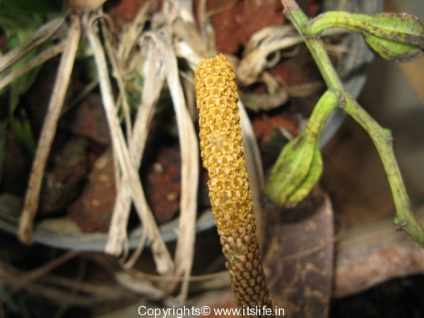 gardnening-orchids-oberioron-6