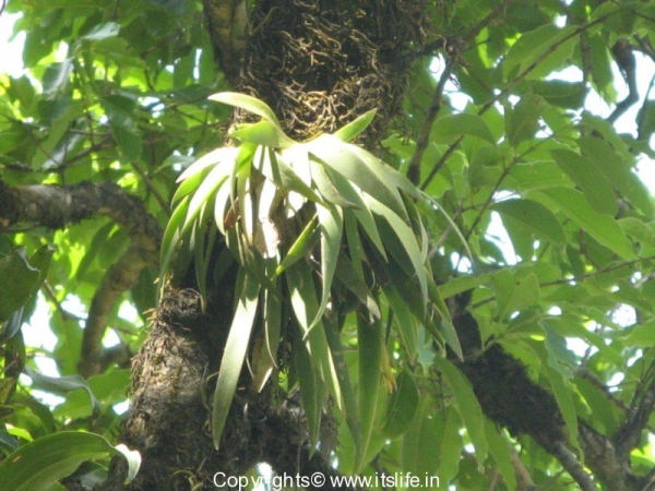 gardnening-orchids-oberioron-7