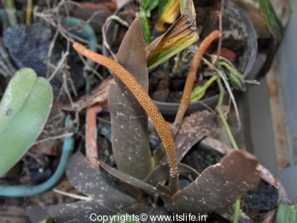 gardnening-orchids-oberioron-8