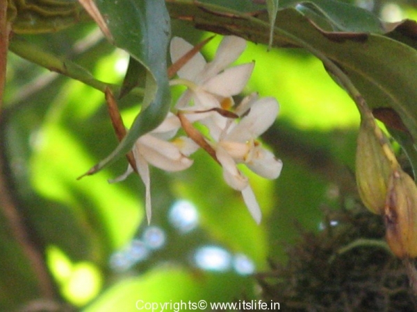 Orchid Coelogyne Nervosa